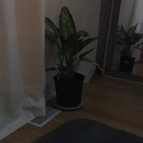 Meet your Posher, Molly - Picture 1 of 1